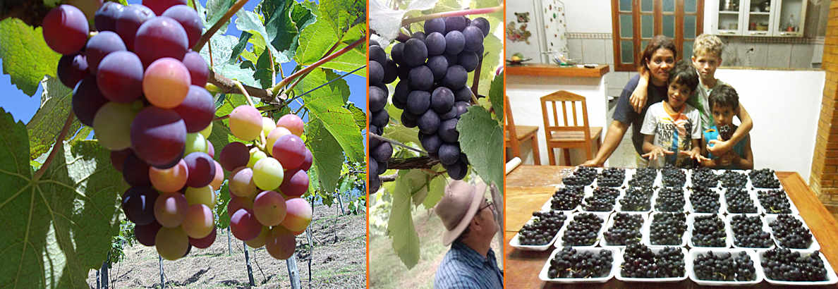 Colheitas de uva Isabel para mesa e vinho, já adaptada à região do Caparaó.