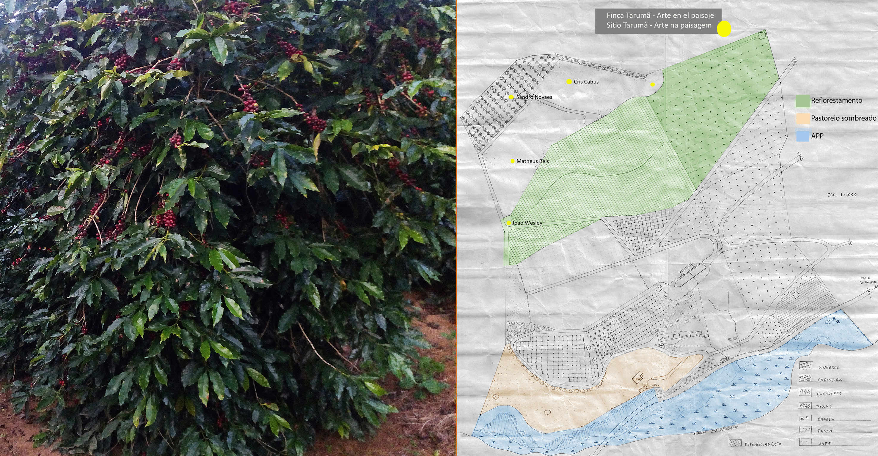 Área de café de Catucaí a ser reflorestada visando café sombreado sob a mata.